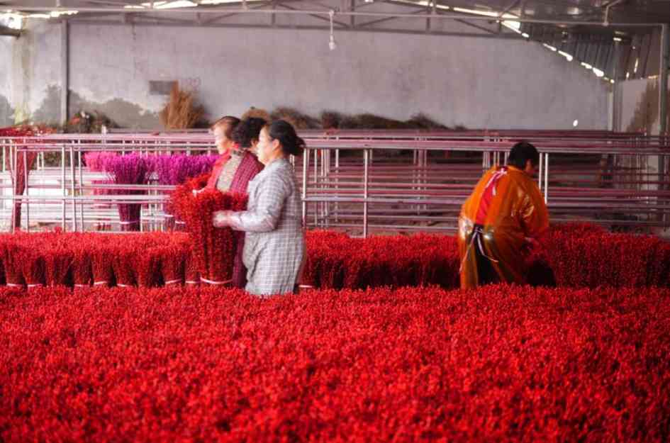 70万枝四川温江银柳启运欧洲 承载东方年味香飘全球(图1)