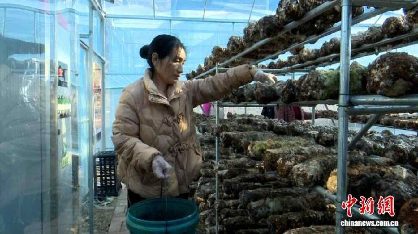 陕西镇巴：大巴山深处育“菌”香 小菌菇成富民大产业(图1)