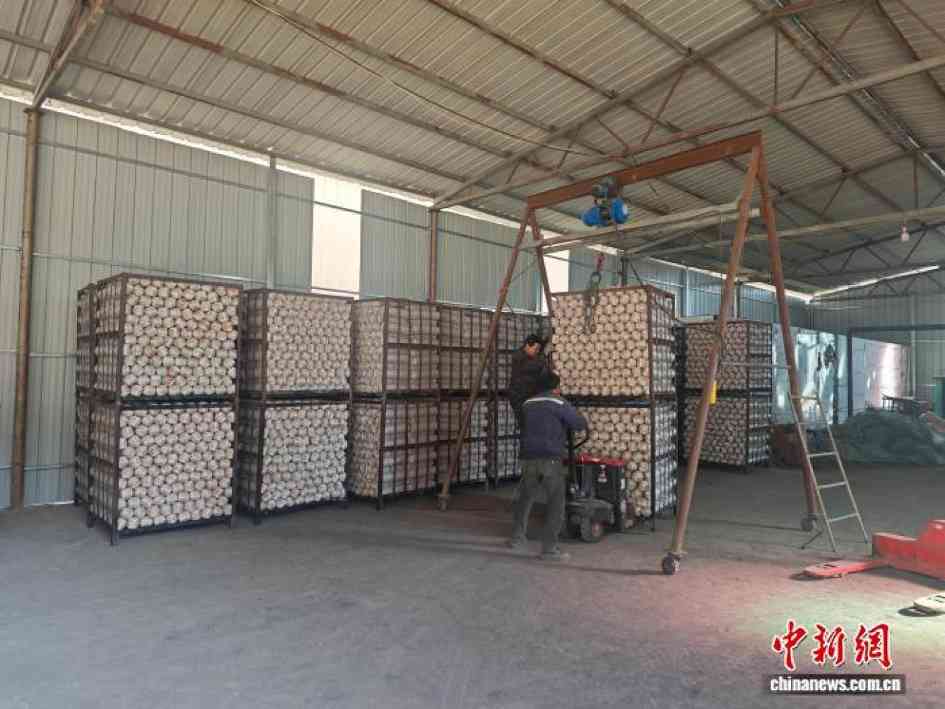 陕西镇巴：大巴山深处育“菌”香 小菌菇成富民大产业(图3)