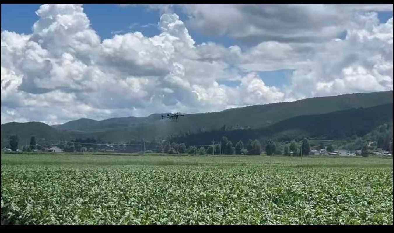 标准化赋能，烟田结出共富果(图3)