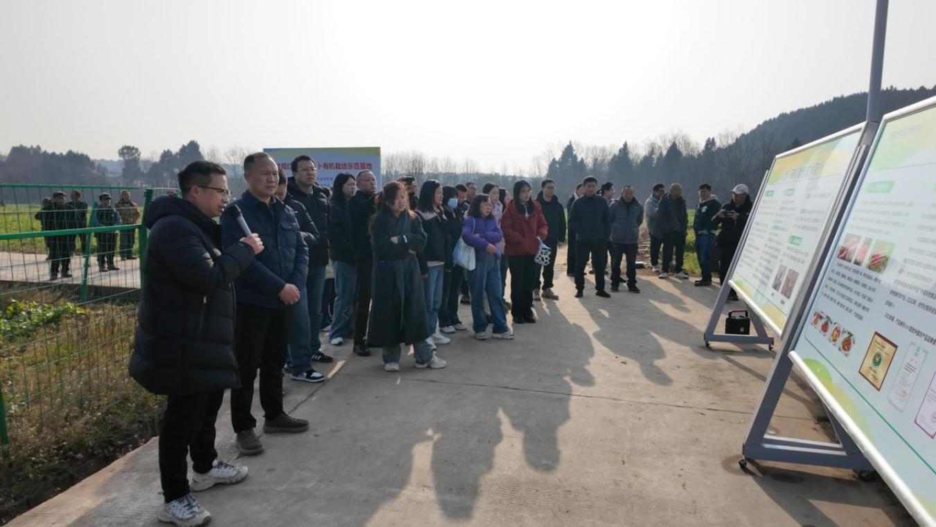 增产300%，增收超千元！木龙观胡萝卜借有机栽培重拾“一两黄金”味(图1)