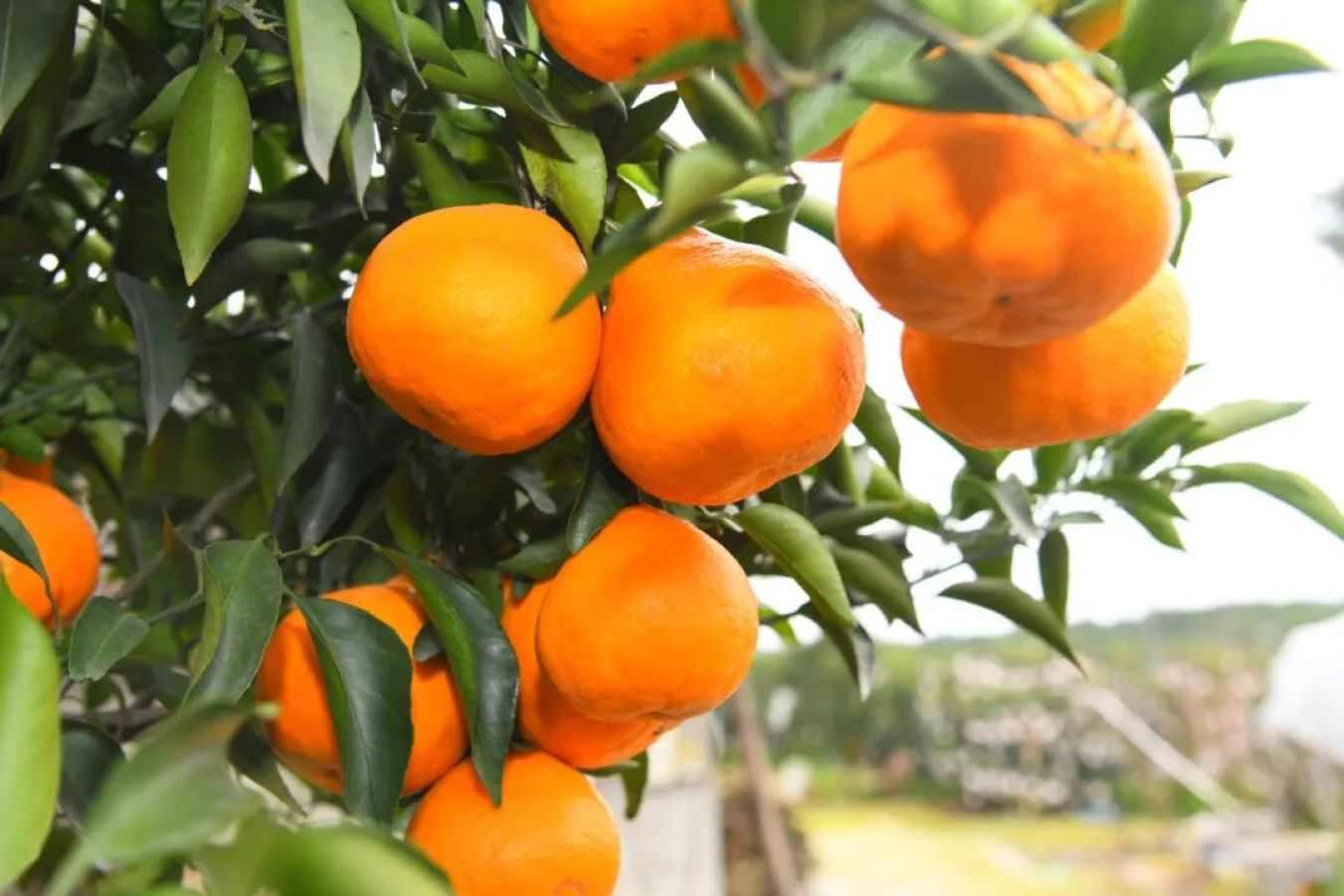 “零容忍”护金字招牌 四川蒲江绘就县域农产品品牌升级新图景(图1)