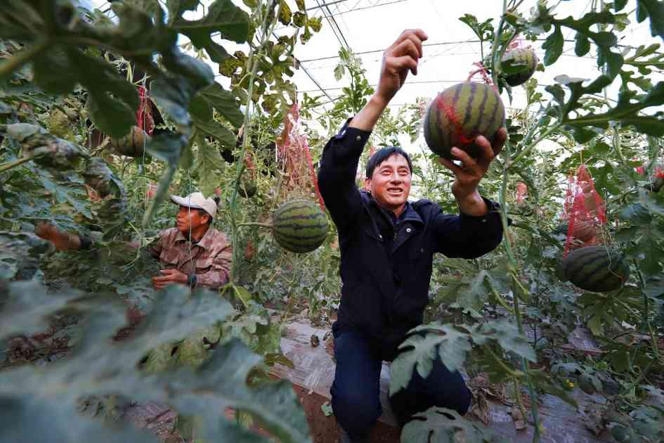 从“单打独斗”到“百花齐放”：甘肃甘州232家村集体公司营收两年增长超5倍(图5)