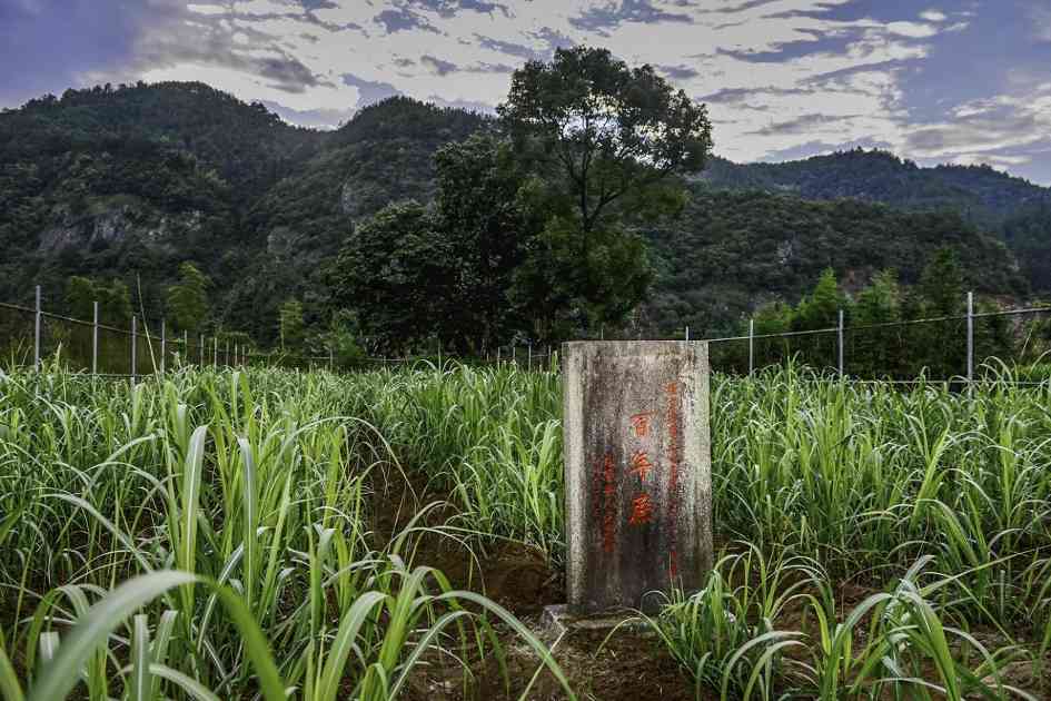 福建松溪：一根蔗“链”就大产业(图1)