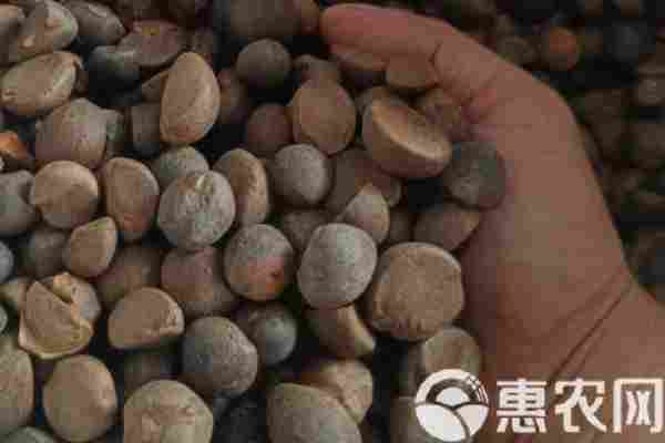 2026年茶籽价格多少钱一斤？(图1)