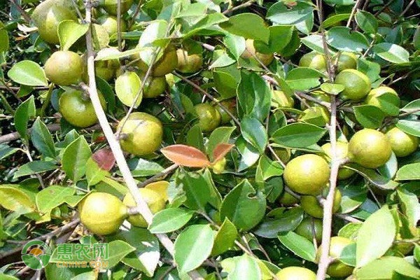 2026年茶籽价格多少钱一斤？(图3)