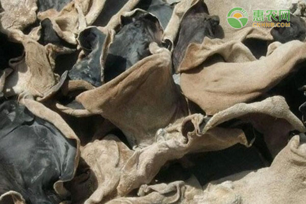 2026年木耳价格多少钱一斤？(图1)