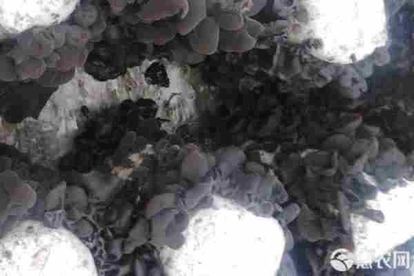 2026年木耳价格多少钱一斤？(图3)