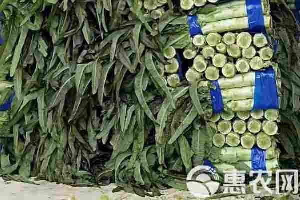 2026年莴笋价格走势预测(图1)