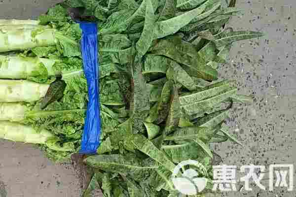 2026年莴笋价格走势预测(图2)