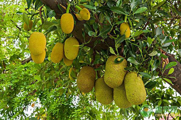 2026年菠萝蜜价格多少钱一斤?(图2) 2026年菠萝蜜价格多少钱一斤?(图2)