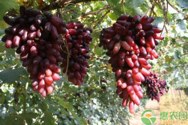 2026年葡萄价格多少钱一斤？(图1)