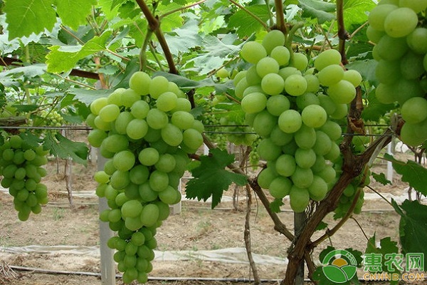 2026年葡萄价格多少钱一斤？(图3)