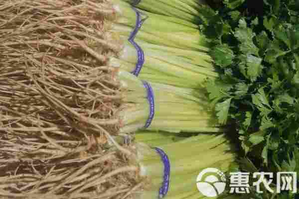 2026年芹菜价格多少钱一斤？(图1)
