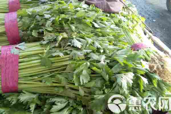 2026年芹菜价格多少钱一斤？(图2)