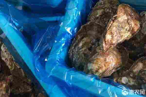 2026年生蚝价格多少钱一斤？(图1)