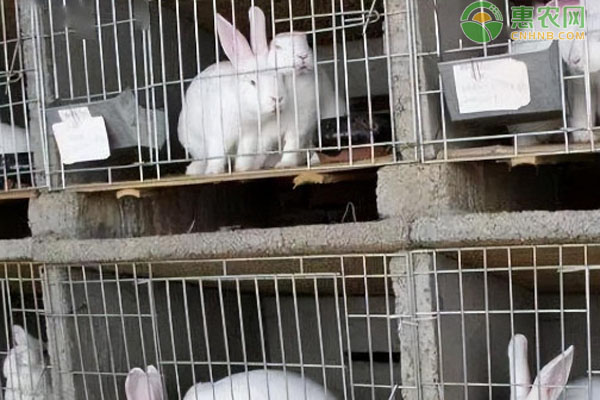 2026年兔子价格多少钱一斤?(图1) 2026年兔子价格多少钱一斤?(图1)
