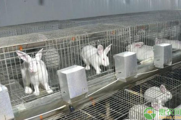 2026年兔子价格多少钱一斤?(图2) 2026年兔子价格多少钱一斤?(图2)