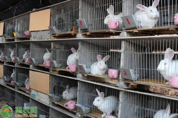 2026年兔子价格多少钱一斤?(图3) 2026年兔子价格多少钱一斤?(图3)
