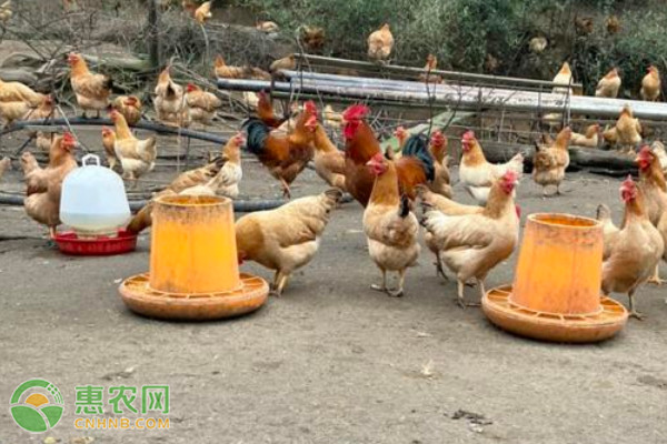 2026年鸡肉价格走势预测(图2)