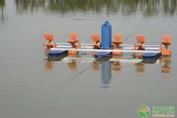 2026年鲤鱼价格一斤多少钱?(图1) 2026年鲤鱼价格一斤多少钱?(图1)