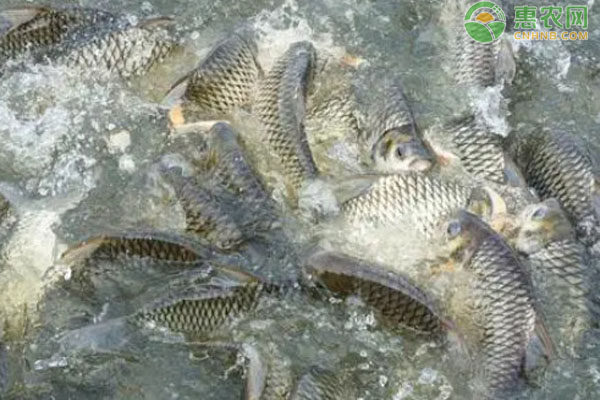 2026年鲤鱼价格一斤多少钱?(图2) 2026年鲤鱼价格一斤多少钱?(图2)