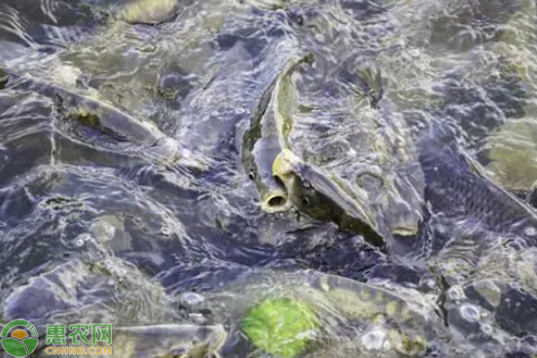 2026年鲤鱼价格一斤多少钱?(图3) 2026年鲤鱼价格一斤多少钱?(图3)