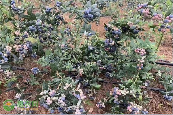 2026年蓝莓价格走势预测(图2) 2026年蓝莓价格走势预测(图2)