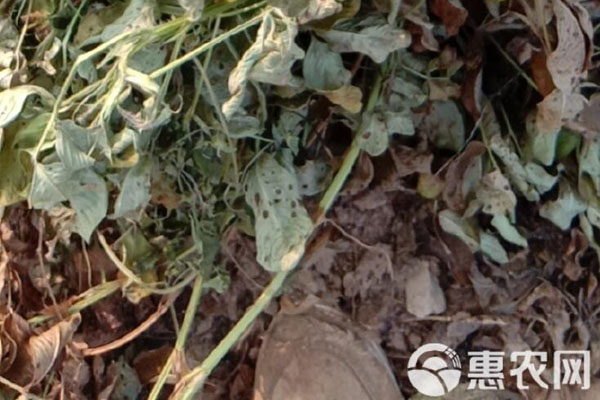 2026年秸秆饲料价格多少钱一吨?(图3) 2026年秸秆饲料价格多少钱一吨?(图3)