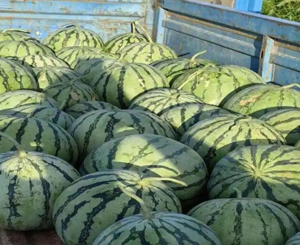 “90后”种瓜，如何在亏本中逆风翻盘(图4)