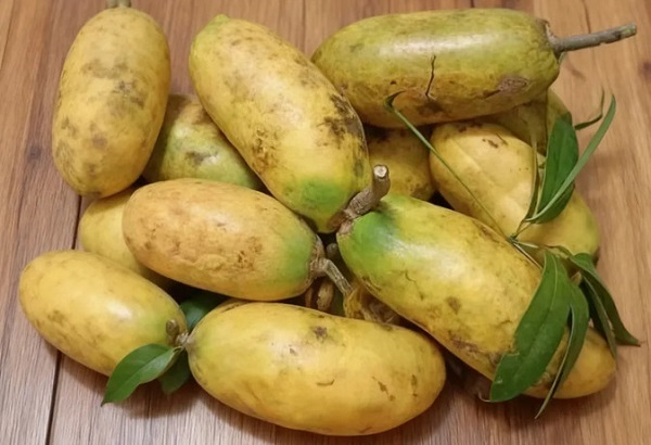 创收4.9万，亩入2.8万，这两种深山野果竟藏着这么大价值！(图2)