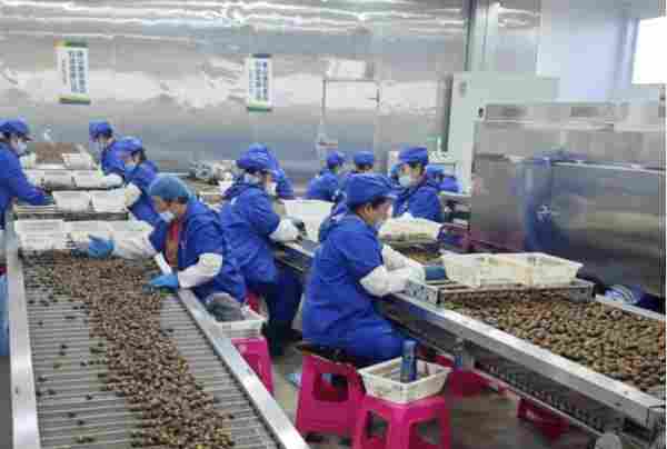 年卖超2000万，远销东南亚！80后赵雪华如何把迁西板栗做成爆款(图3)