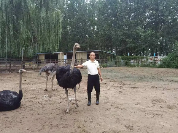 放弃高薪回乡养鸵鸟？70后韩见斌年赚180余万，还带富一群人