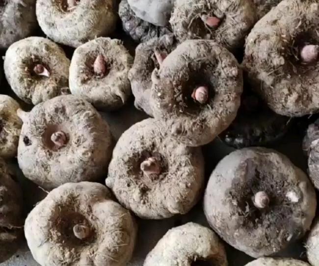 这个农村“丑疙瘩”太值钱了：一亩赚2万，市场规模破400亿元