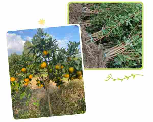 四川苍溪“果苗哥”何苏颖：真苗生金，在线收获百万成交额(图2)