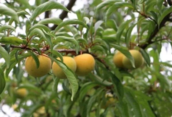 四川苍溪“果苗哥”何苏颖：真苗生金，在线收获百万成交额(图3)