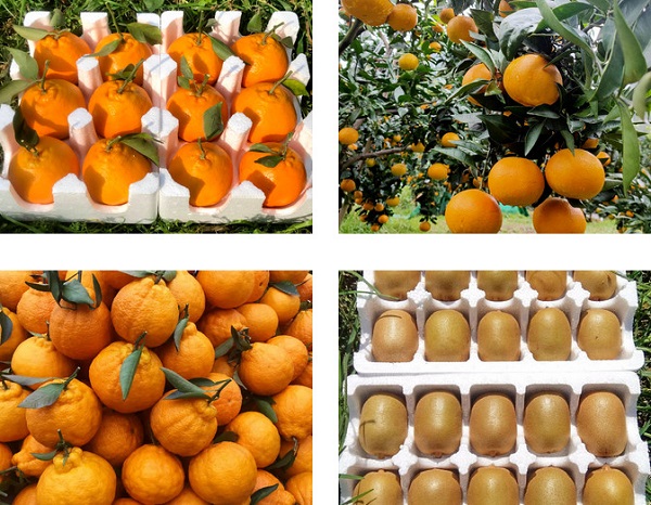 117天跻身TOP5！奇异农业用实力证明：做好水果生意，这两点缺一不可