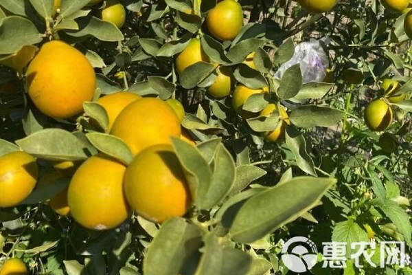 2026金桔价格多少钱一斤？(图1)