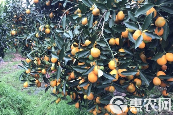 2026金桔价格多少钱一斤？(图2)