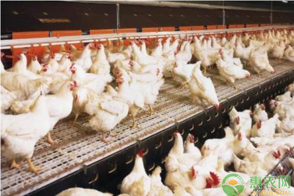 2026鸡肉价格多少钱一斤？(图2)