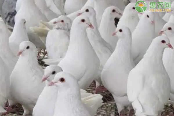2026鸽子价格多少钱一只？(图1)