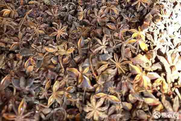 2026年八角价格多少钱一斤？(图1)