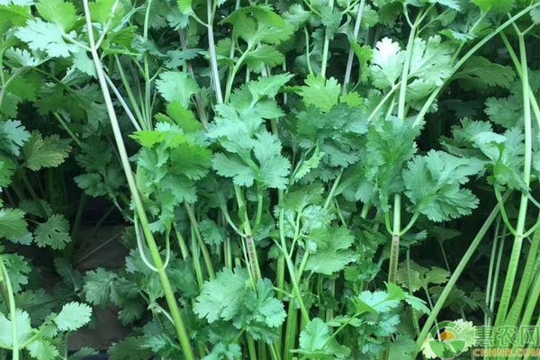 2026年香菜价格多少钱一斤？(图2)