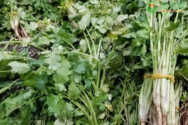 2026年香菜价格多少钱一斤？(图3)