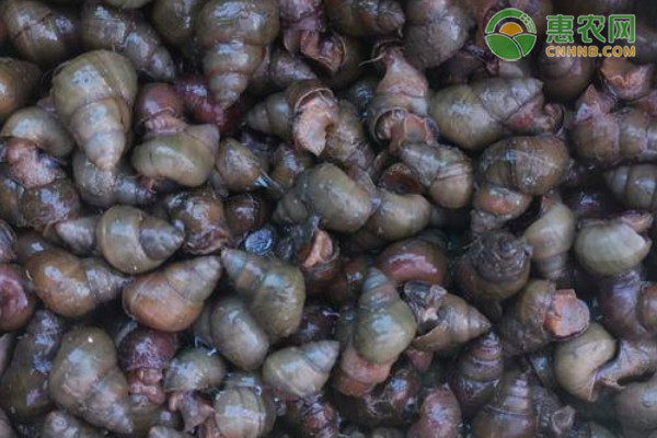 2026淡水螺价格多少钱一斤？(图1)