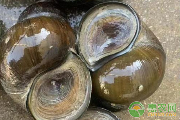 2026淡水螺价格多少钱一斤？(图2)