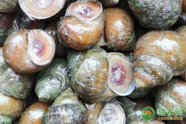 2026淡水螺价格多少钱一斤？(图3)
