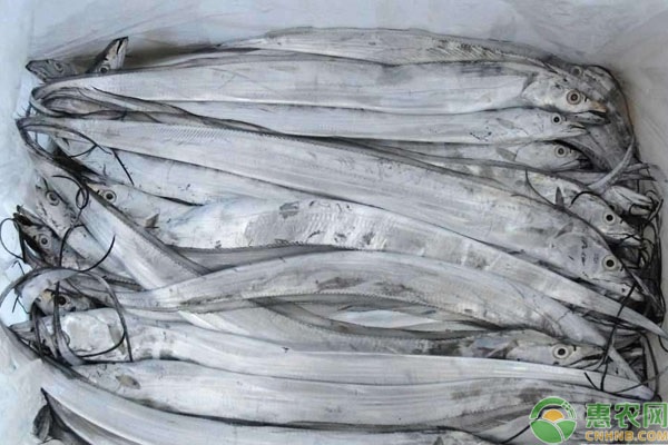 2026年带鱼价格多少钱一斤？(图3)
