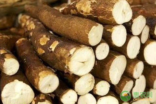 2026年木薯价格多少钱一斤？(图3)