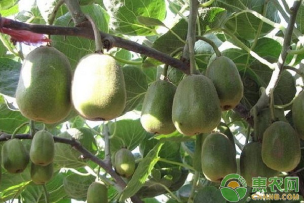 2026年猕猴桃价格多少钱一斤？(图3)